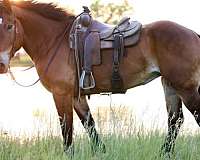 athletic-draft-horse