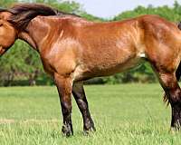 beginner-draft-horse