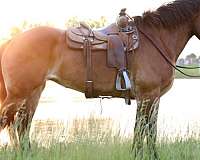 draft-horse