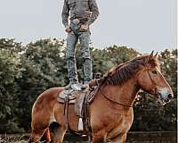 driving-draft-horse