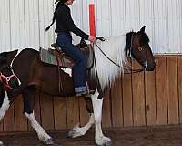 breeding-gypsy-vanner-horse
