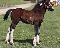 athletic-gypsy-vanner-horse
