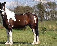 endurance-gypsy-vanner-horse