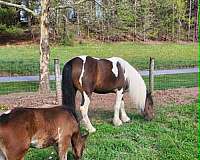 experienced-gypsy-vanner-horse
