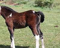 flashy-gypsy-vanner-horse