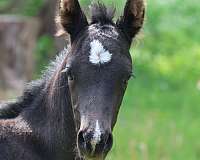 black-white-morgan-colt