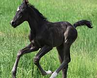 black-white-morgan-horse