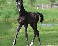 snip-horse