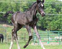 3-socks-horse