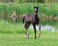 star-horse