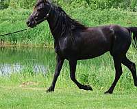 black-star-horse
