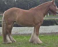 athletic-gypsy-vanner-horse