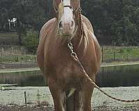 beginner-gypsy-vanner-horse