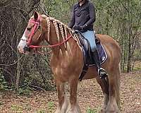 endurance-gypsy-vanner-horse