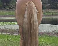 breeding-gypsy-vanner-horse