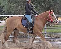 english-pleasure-gypsy-vanner-horse