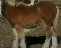 experienced-gypsy-vanner-horse