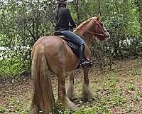 eventing-gypsy-vanner-horse