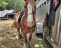 equitation-gypsy-vanner-horse