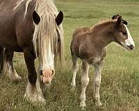 ridden-english-gypsy-vanner-horse