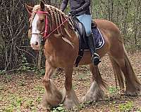 kid-safe-gypsy-vanner-horse