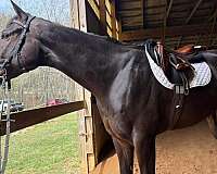 hunter-thoroughbred-horse