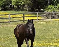 show-thoroughbred-horse