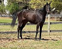 project-thoroughbred-horse