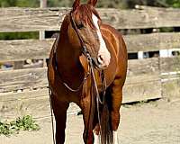 beginner-quarter-horse