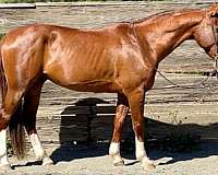 athletic-quarter-horse