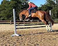 endurance-quarter-horse