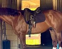 english-pleasure-quarter-horse