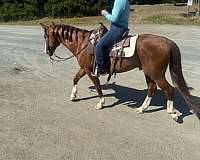 equitation-quarter-horse