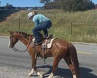 eventing-quarter-horse