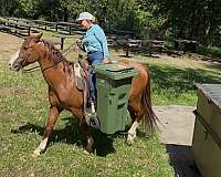 experienced-quarter-horse