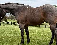 bay-roan-quarter-pony-gelding