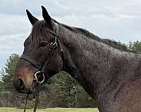 bay-roan-gelding-for-sale