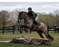 15-hand-quarter-pony-gelding