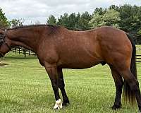all-around-quarter-pony