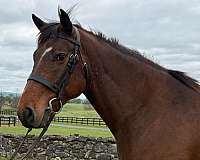 bay-quarter-pony-gelding