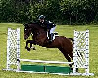 bay-all-around-pony