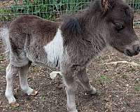 pony-colt
