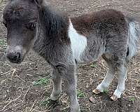 pony-for-sale