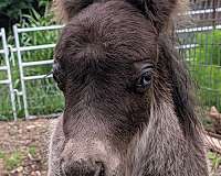 pony