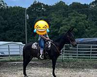 mule-for-sale