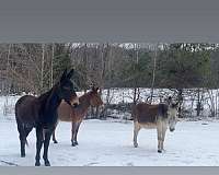 mule