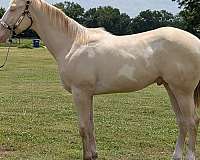 white-spots-on-his-sides-horse