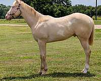 cremello-white-spots-on-his-sides-horse