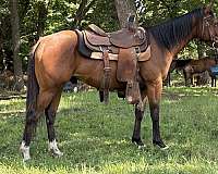 bay-barrel-horse