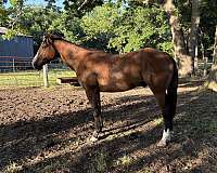 pretty-bay-gelding-horse